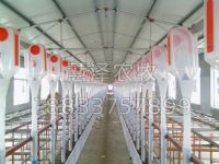 猪自动喂料设备对当前养猪业生产的几点建议