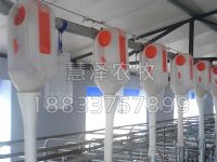 安装机械化猪自动喂料系统优点