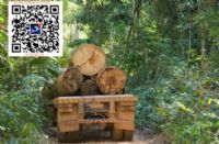 金合欢相思木  木材一手货源批发商