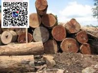 澳洲相思木  原木出口批发商